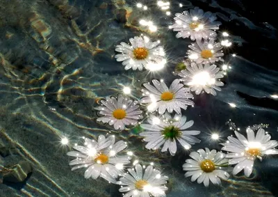 Цветы в воде эстетика - 72 фото