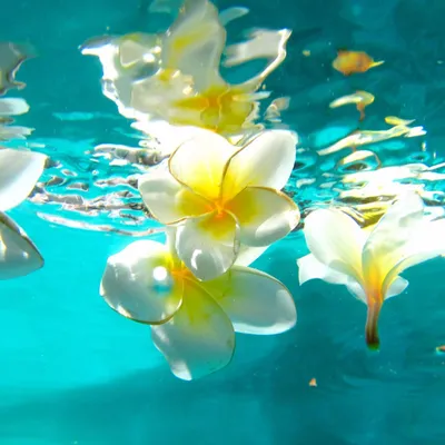 Цветы на воде - 62 фото