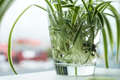 17 комнатных растений, которые растут в воде — для стильных интерьеров.  Фото — Ботаничка