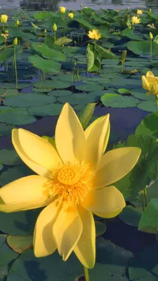 Желтые цветы на воде (67 фото) - 67 фото