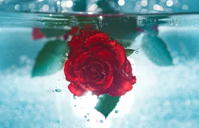 Бумажные цветы на воде - физические опыты - YouTube
