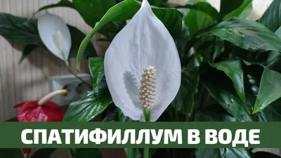 Искусственные цветы в вазе с имитацией воды купить