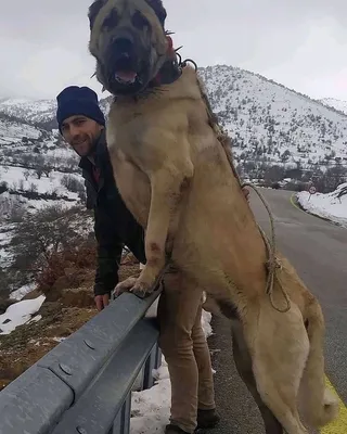 Интересные фотографии турецкого кангала для вашего сайта