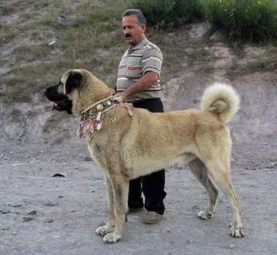 Кангал - отличный пес для охраны вашего дома на фото