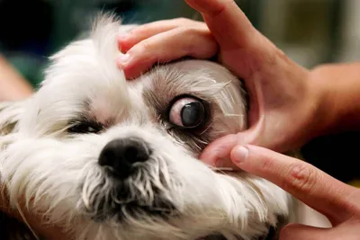 Исследуйте породы собак с выдающимися глазами (фото)