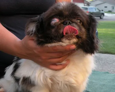 Фото пород собак, имеющих высокие глазные характеристики