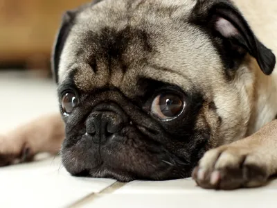 Удивительные факты: породы собак с выпадающими глазами (фото)