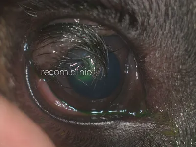 Невероятно редкие: породы собак с экстремальными глазами (фото)