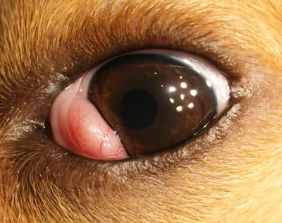 Фотографии редких пород собак с необычными глазами