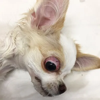 Фото пород собак, у которых выпадают глаза