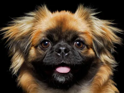 Изумительные фото: породы собак с эффектными выпадающими глазами