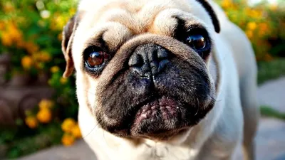 У какой породы собак выпадают глаза? Впечатляющие фотографии и объяснение