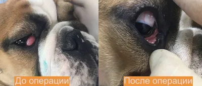 Фото собак с экзотическими глазами: скачайте бесплатно в разных форматах