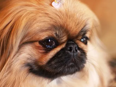 У каких пород собак самые выдающиеся глаза?
