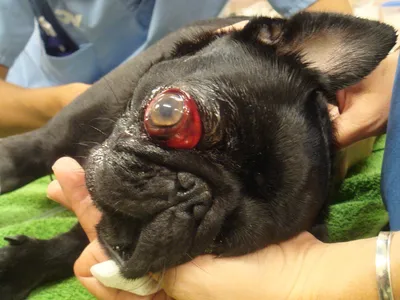 Уникальные фото: породы собак с выпадающими глазами