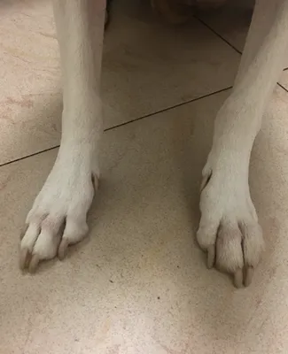 Потрясающая собака с шишкой между пальцами: скачать бесплатно