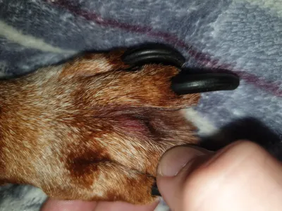 Изображение собаки с шишкой между пальцев: бесплатное скачивание