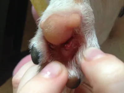 Фотография с собакой и шишкой между пальцами: оригинальный размер