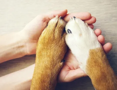 Шишка между пальцами у собаки: впечатляющее изображение