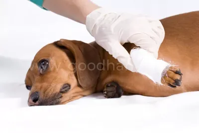 Уникальное изображение с собакой и шишкой между пальцами: бесплатное скачивание