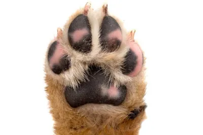 Фото У собаки между пальцев шишка в формате webp