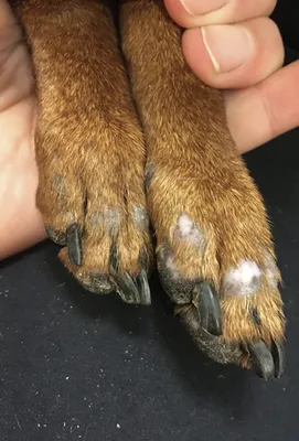 Собака с шишкой между пальцами: скачать jpg