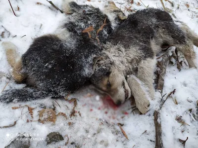 Фотографии убитых собак: загрузка в хорошем качестве