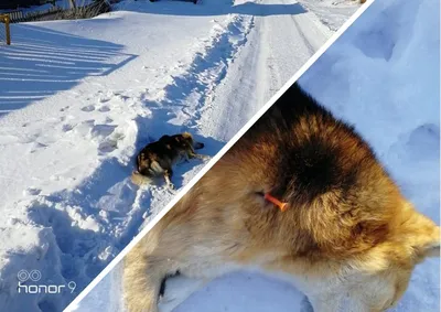 Убитые собаки в хорошем качестве: бесплатное скачивание