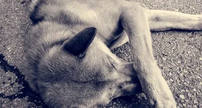 Фото убитых собак: красивые изображения для всех