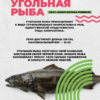 Угольная рыба фото