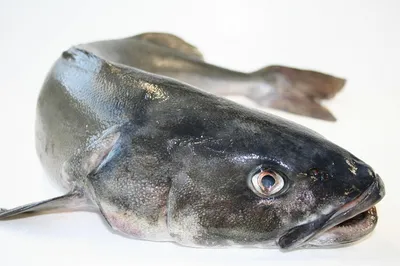 Продам: угольная рыба свежемороженая 3+кг в Москве