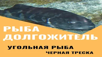 Черная треска (угольная рыба), ~1.7 кг купить в Москве с доставкой на дом  от интернет магазина