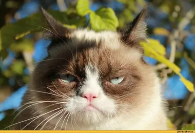 Умерла \"сердитая кошка\" Grumpy Cat - РИА Новости, 17.05.2019