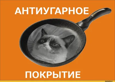 Угрюмый кот | Пикабу