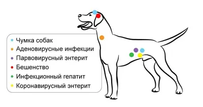 Фото на тему Уколы собакам: выберите формат загрузки