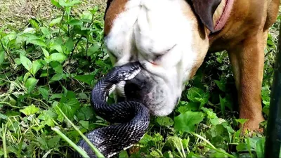 Картинка Укус змеи у собаки: мгновение перед опасностью