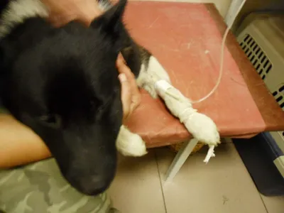 Фото Укус змеи у собаки: невероятный момент исцеления