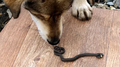 Фото Укус змеи у собаки: бесценное напоминание о хрупкости жизни