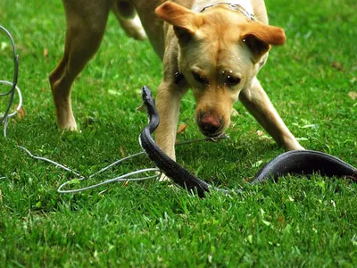 Картинка Укус змеи у собаки: угроза и испуг в глазах питомца