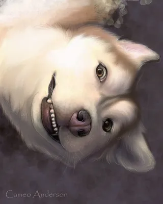 Фото улыбающейся собаки в формате webp для быстрого скачивания