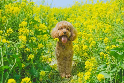 Фото с улыбающейся собакой: идеальный фон для вашего телефона