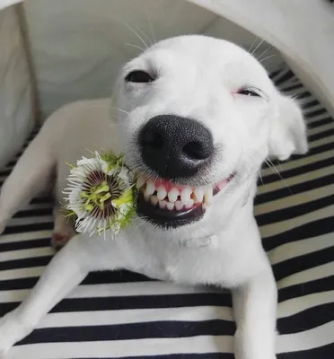 Фон с улыбающейся собакой: идеально подойдет для дизайна вашего сайта