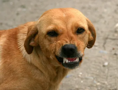 Фото улыбающейся собаки: заразительная радость в каждом кадре