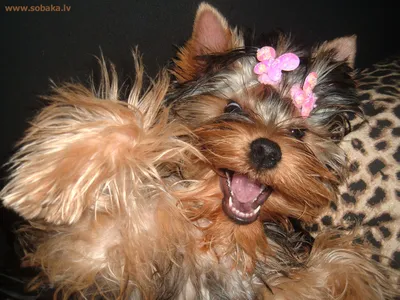 Улыбка собаки: какое счастье выразиться в одном снимке