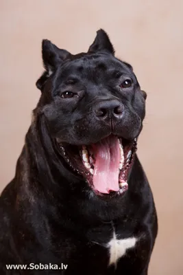 Фото улыбающейся собаки: переливы радости на каждом клике