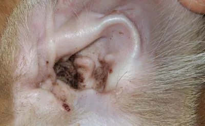 Изображения ушей собак, страдающих от болезней