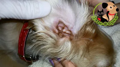 Изображения собак с ухудшенным здоровьем ушей