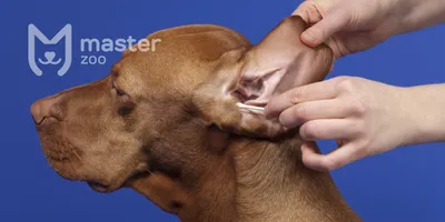 Ушные заболевания у собак: фото и описание