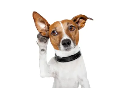 Фото собак с различными проблемами с ушами