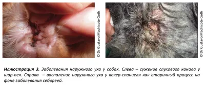 Ушные болезни собак: фото и описание